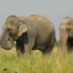 Wildlife SOS Elephant Sanctuary & Taj Mahal Tour from Delhi - What Makes This Tour Stand Out?