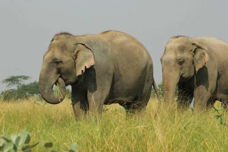 Wildlife SOS Elephant Sanctuary & Taj Mahal Tour from Delhi - What Makes This Tour Stand Out?