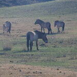 Wildlife Watching Day Tour at Hustai National Park - Practical Details and What You Should Know