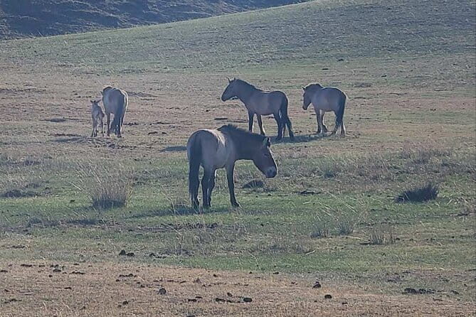 Wildlife Watching Day Tour at Hustai National Park - Practical Details and What You Should Know