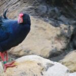 Willowbank Wildlife Reserve Day Entry Ticket - Exploring Willowbank: What You Can Expect