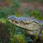 Wilpattu: All Inclusive Private Full-Day Jeep Safari 12h - Why Wilpattu is Special