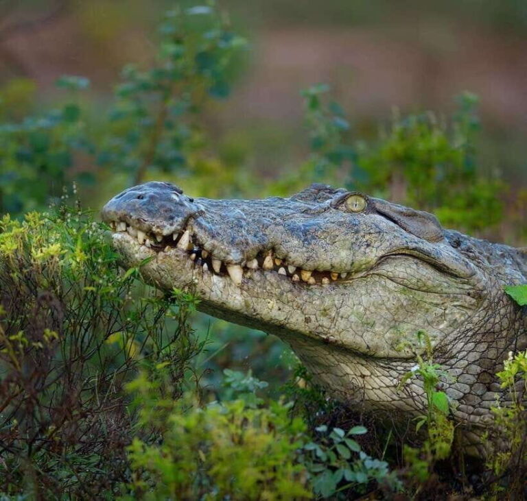 Wilpattu: All Inclusive Private Full-Day Jeep Safari 12h - Why Wilpattu is Special  