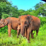 Wilpattu National Park : 5 Hours & 12 Hours Day Tours - Final Thoughts: Who Is This Tour Perfect For?