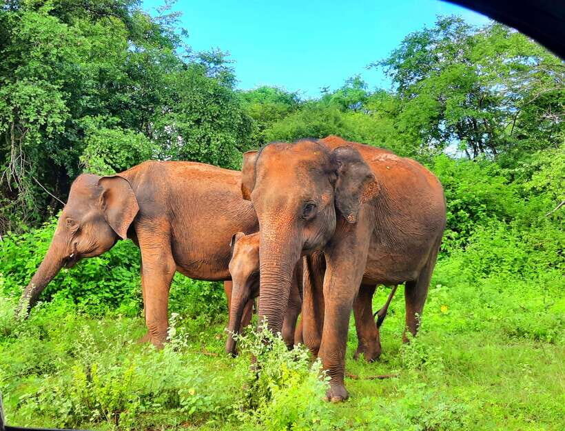 Wilpattu National Park : 5 Hours & 12 Hours Day Tours - Final Thoughts: Who Is This Tour Perfect For?