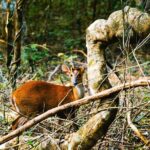 Wilpattu National Park Day tour From Negombo - Analyzing the Price: Is It Good Value?