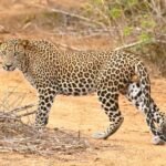 Wilpattu National Park Day Trip from Colombo/Negombo - How the Experience Delivers Value