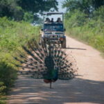Wilpattu National Park: Full-Day Safari From Trincomalee - Why This Safari Offers Great Value