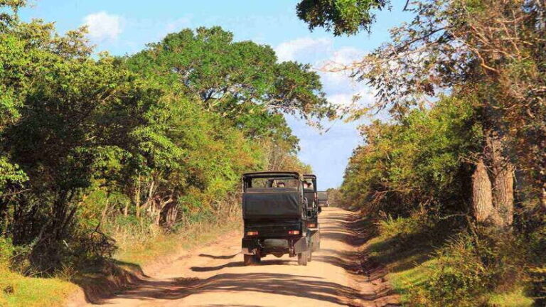 Wilpattu National Park: Full-Day Safari From Trincomalee - Why This Tour Offers Good Value