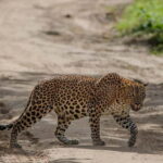 Wilpattu National park: Morning or Afternoon PRIVATE Safari - Final Thoughts