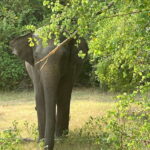 Wilpattu National Park: Private Safari - What to Expect from the Wilpattu Safari