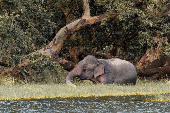 Wilpattu National Park Private Safari From Dambulla & Sigiriya - The Sum Up