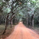 Wilpattu National Park Safari - The Itinerary: A Closer Look