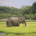 Wilpattu National Park Safari, Budget Tour from Colombo - Is This Tour Worth It?