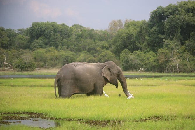 Wilpattu National Park Safari, Budget Tour from Colombo - Is This Tour Worth It?