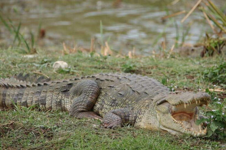 Wilpattu National Park Safari Guided by NATURALIST / RANGER - Who Would Love This Safari?