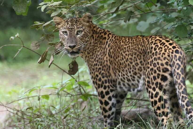 Wilpattu National Park Safari Jeep Tour - Practical Details That Matter