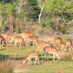 Wilpattu National Park Safari : Private 4x4 Jeep Safari - Who Should Consider This Safari?