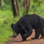 Wilpattu National Park Safari : Private 4x4 Jeep Safari - Practical Details and Tips