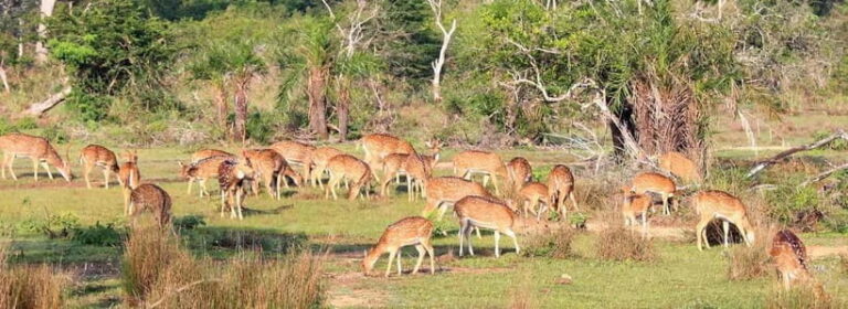 Wilpattu National Park Safari : Private 4x4 Jeep Safari - Who Should Consider This Safari?  