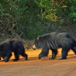 Wilpattu: Private Safari Day Trip with Lunch & Entry Fees - The Itinerary: What You Can Expect