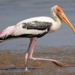 Wings of Wonder: A Half-Day Birding Tour in Siem Reap[Share] - Who Will Love This Tour?