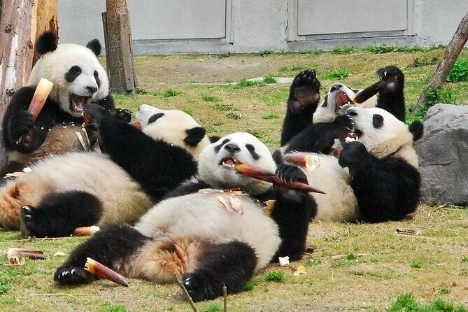 Wolong Panda Base Private Day Tour Optional Volunteering - What’s Included and Practical Tips