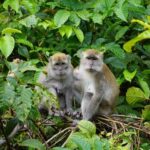 Wonderfull Orangutan Sumatera Jungle Trekking and tour - Practical Details and Logistics