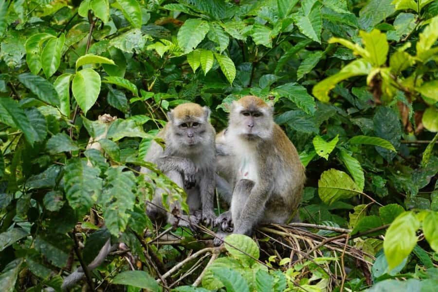 Wonderfull Orangutan Sumatera Jungle Trekking and tour - Practical Details and Logistics