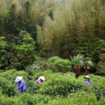 Wuyishan: 3-Day Tea Culture and Bamboo Rafting Tour - Final Thoughts: Who Should Consider This Tour?