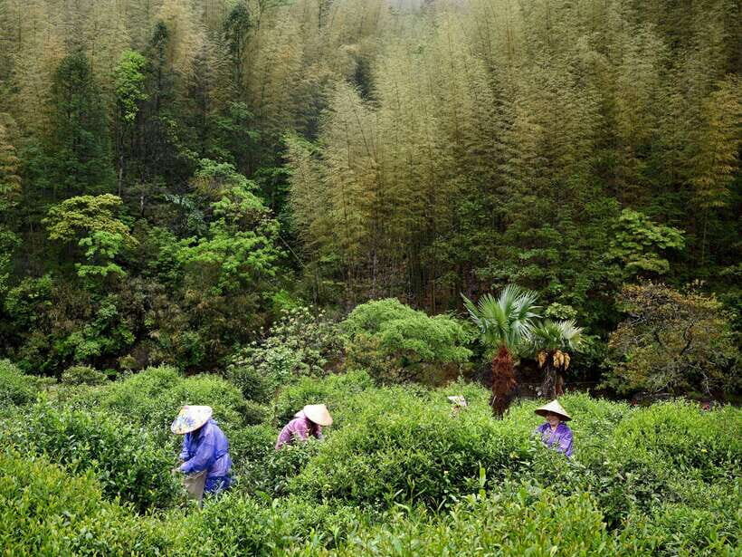 Wuyishan: 3-Day Tea Culture and Bamboo Rafting Tour - Final Thoughts: Who Should Consider This Tour?
