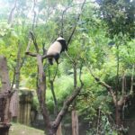 Xi'an/Chengdu Giant Panda Base Day Trip - The Train Experience