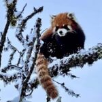 Xiling Snow Mountain Day Trip  Ski, Cableway & Cloud Views - An In-Depth Look at the Xiling Snow Mountain Day Trip