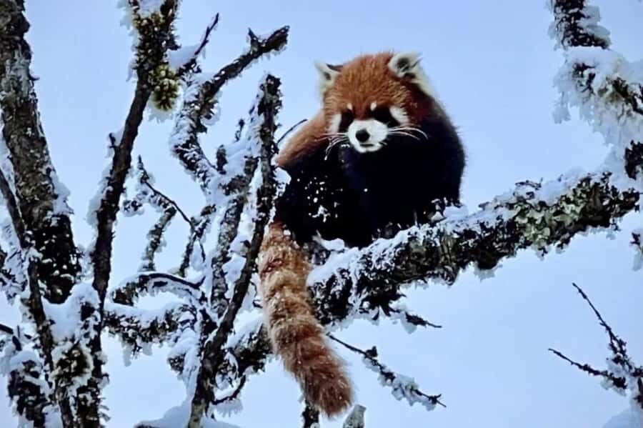 Xiling Snow Mountain Day Trip  Ski, Cableway & Cloud Views - An In-Depth Look at the Xiling Snow Mountain Day Trip