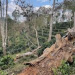 Xishuangbanna: Ancient Tea Forests and Modern Coffee Trails - The Itinerary in Depth