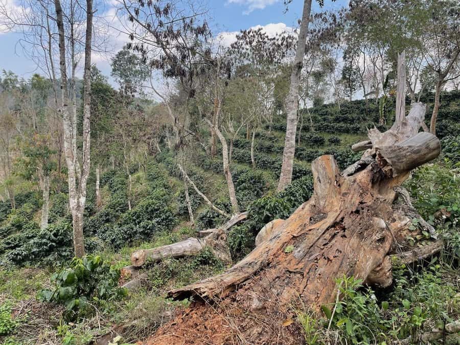 Xishuangbanna: Ancient Tea Forests and Modern Coffee Trails - The Itinerary in Depth