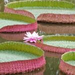 Xishuangbanna: Botanical Garden and Dai Garden 1-Day Tour - Transportation and Comfort