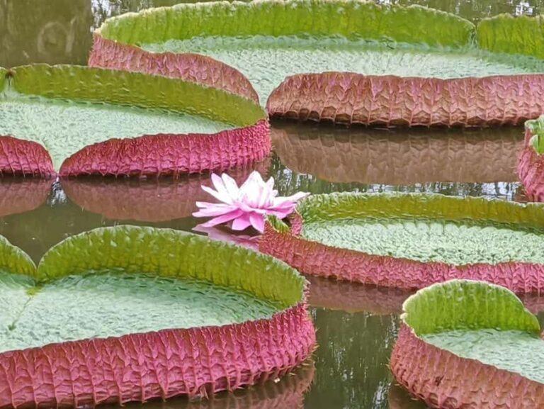 Xishuangbanna: Botanical Garden and Dai Garden 1-Day Tour - Transportation and Comfort