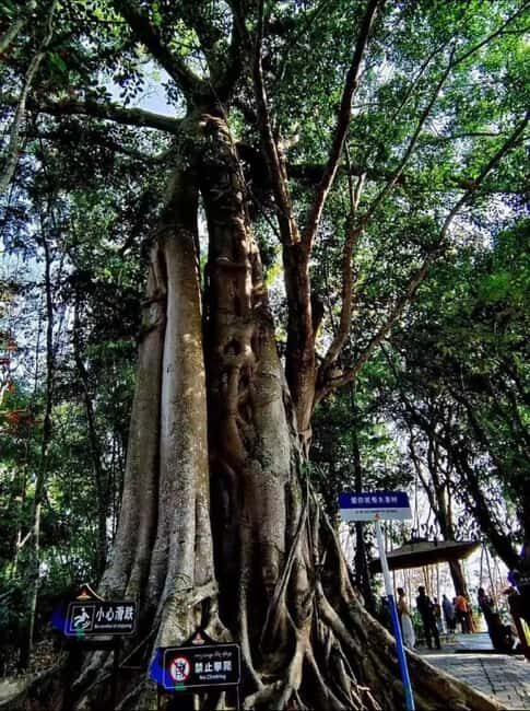 Xishuangbanna: Day Trip to Daluo - An In-Depth Look at the Tour Experience