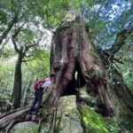 Yakushima: Outdoor 2-Activity Package - The Sum Up: Who Is This Tour Best For?