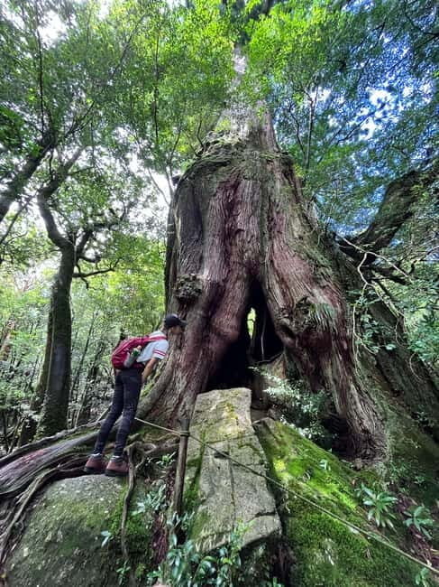 Yakushima: Outdoor 2-Activity Package - The Sum Up: Who Is This Tour Best For?