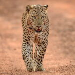 Yala and Udawalawa Safari Tour From Hambantota port - Who Would Love This Safari?