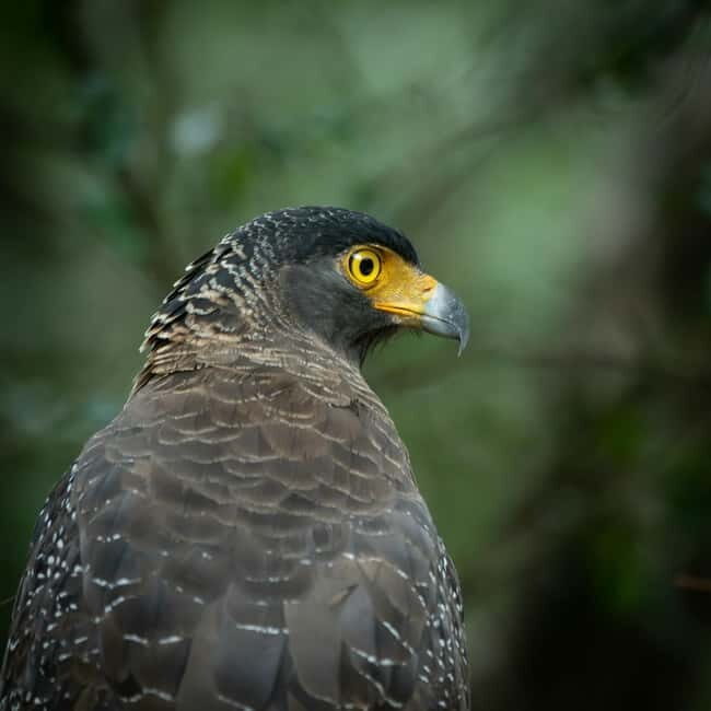 YALA BLOCK 5 & 6 (Weheragala & Lunugamwehera) Safari Tours - What to Expect from the Safari Experience