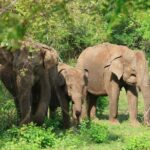 Yala Block 5 Safari - Untouched, Pure Wilderness & No Crowds! - Value and Practicality