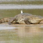 Yala & Bundala Both National Parks: One Day Safari Tour - Frequently Asked Questions