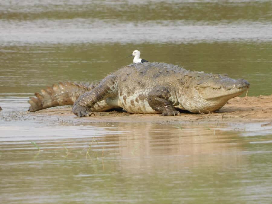 Yala & Bundala Both National Parks: One Day Safari Tour - Frequently Asked Questions