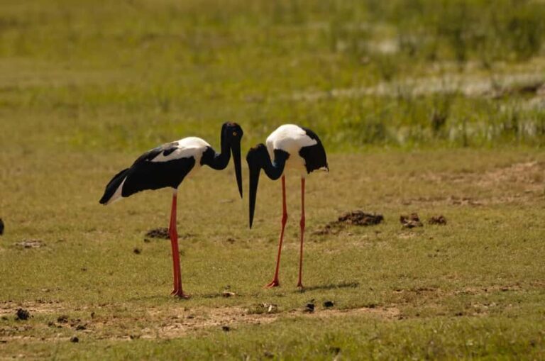 Yala Eco Safari  Wild Conservation Expedition - What Sets This Tour Apart?