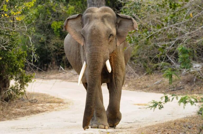 Yala Eco Safari  Wild Conservation Expedition - What to Expect: A Step-by-Step Breakdown