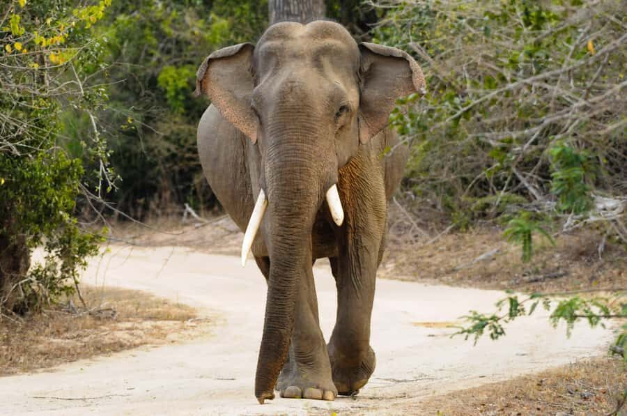 Yala Eco Safari  Wild Conservation Expedition - What to Expect: A Step-by-Step Breakdown