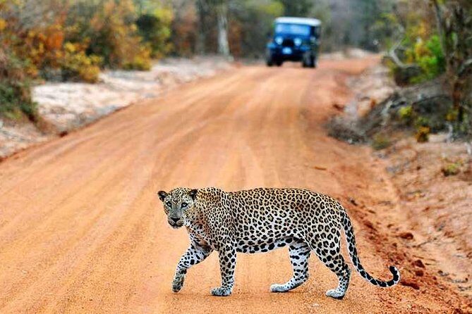 Yala Full Day Safari with Picnic Lunch - Private & All Inclusive - Why This Tour Works Well